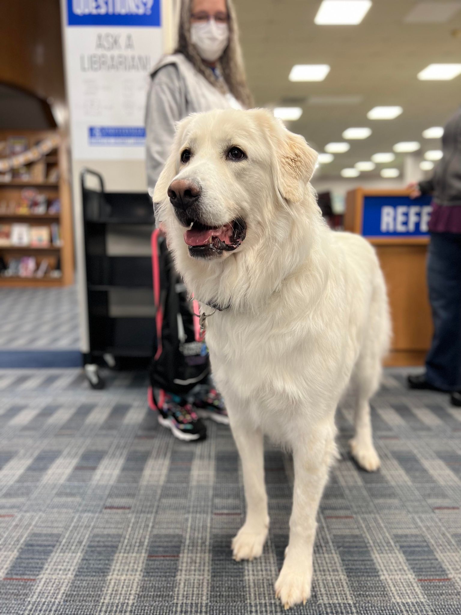 Therapy dog